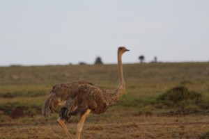 Maasai Ostrich (female)