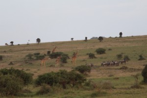 Maasai Giraffe and Wildebeest