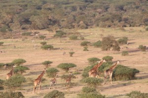 Lots of wildlife here: giraffe, wildebeest, zebra, eland, buffalo....