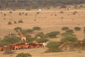 Just South of the National Park, the Athi-Plains (Kitengela Dispersal Area), willdlife and cattle co-exist.