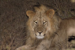 Osapuk, the lion positively identified by Lion Guardians as having migrated here from Amboseli area (and one of his parents was from Tsavo!)