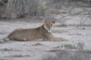 One of the Magadi Lionesses
