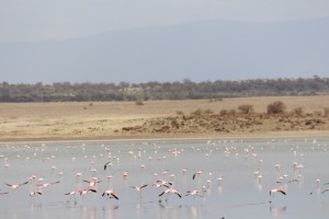 Greater flamingoes