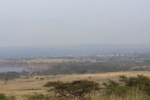 Lake Nakuru National Park - the dead trees give an indication of how the water level has risen recently, and the 'hard edge' between the National Park and Nakuru town