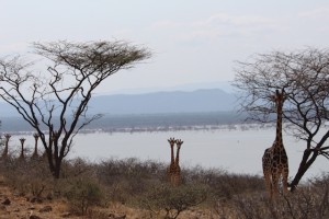 Rothschild's giraffe of Ruko Island Conservancy